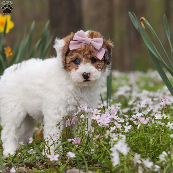 Sandy, Bich-Poo Puppy